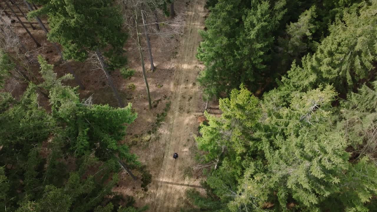 A lone man walks through a spring forest, captured from above. Nature awakens, trees budding, the path winding through fresh greenery. A peaceful journey in blooming wilderness.