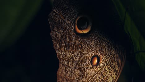 super closeup of a wings belonging to a brilliantly colored owl butterfly under a leaf