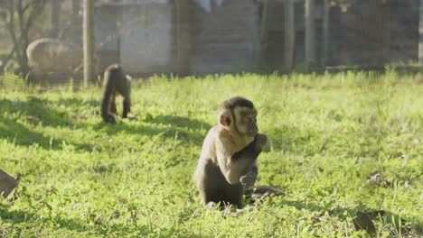 adorable tiny capuchin monkey sitting foraging for food in grass enclosure behind wire fence