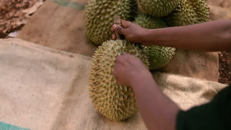 Nahaufnahmen-Eines-Mannes,-Der-Durian-Mit-Den-Händen-Schneidet-Und-Schält