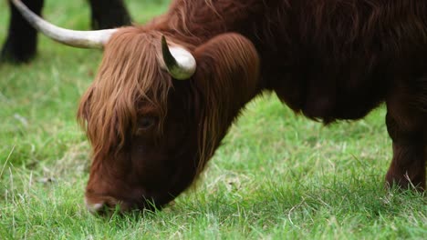 close-up to highland cow eat grass, big adult cow