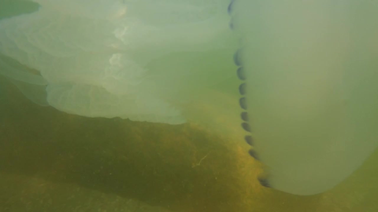 Méduse sous l'eau en mer. Espèce de méduse Rhizostoma pulmo