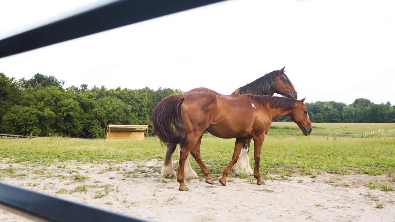 dos hermosos caballos marrones haciendo cabriolas en una granja en cámara lenta
