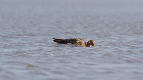 birds feeding in shallow water