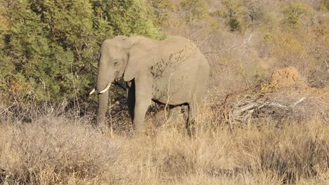 Primer-Plano-De-Un-Elefante-Comiendo-Ramas-Y-Hojas-De-Un-Arbusto.