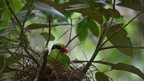 Common-Green-Magpie,-Cissa-chinensis,-Kaeng-Krachan-National-Park,-Thailand