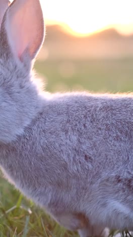 a gray bunny on a green meadow at sunset. a rabbit in a green field