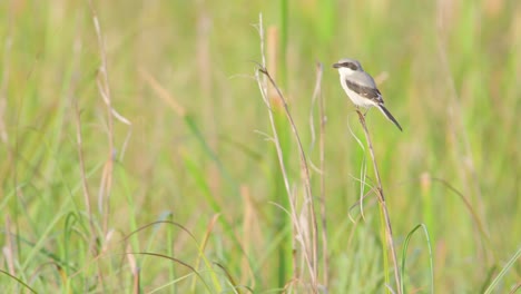 actuación en &quot;the shrike&quot; posado sobre un paisaje de juncos