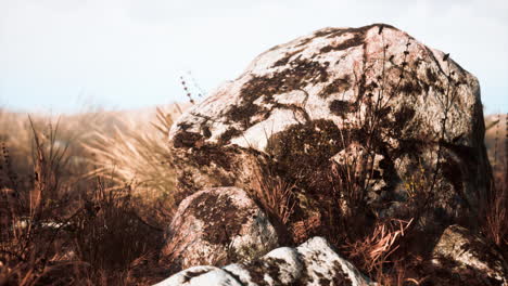 dry grass and rocks landscape