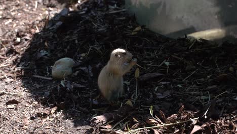 lindo perro de la pradera de cola negra comiendo hierba en el suelo en la sombra - cámara lenta