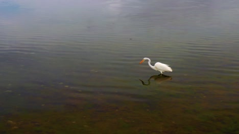 great egret attempts to catch a fish in lake illawarra, nsw, australia - wide shot