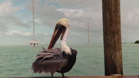 pelican on a dock