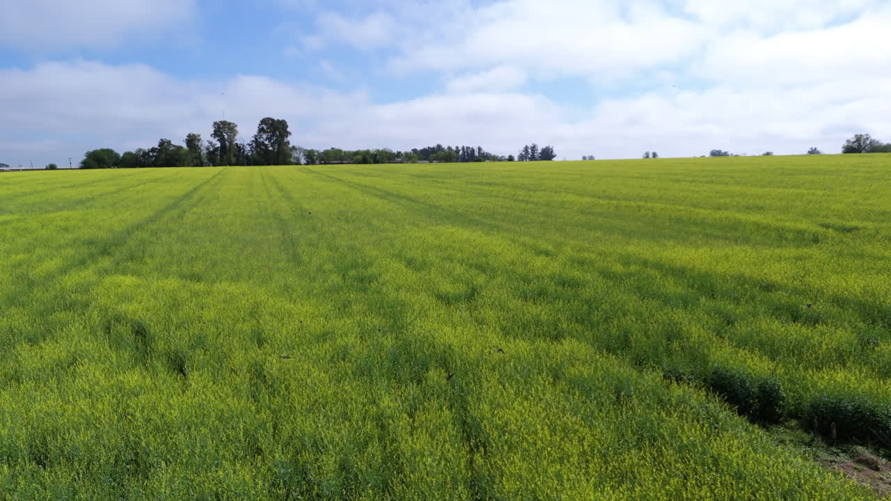 Aerial zoom in tilt up drone flying over a light green field with grass, blue sky with some clouds and trees on the horizon