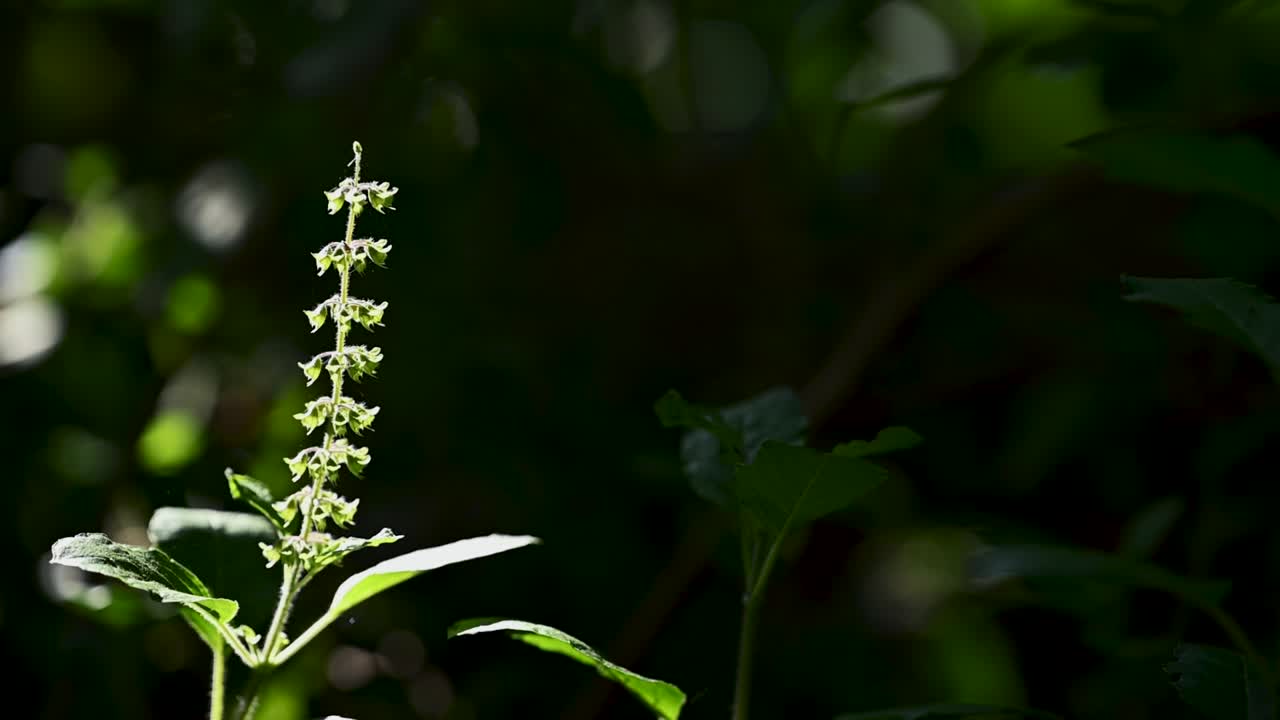 Close-up macro shot of a sunlit Indian Basil (Tulsi) flower with defocused green trees in the background. Sunlight highlights its details, symbolizing purity, wellness, spirituality, and healing