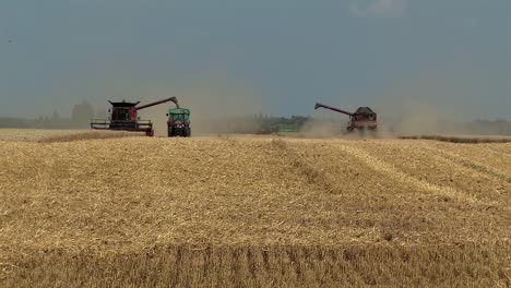 wheat harvest near magdeburg with harvester, germany