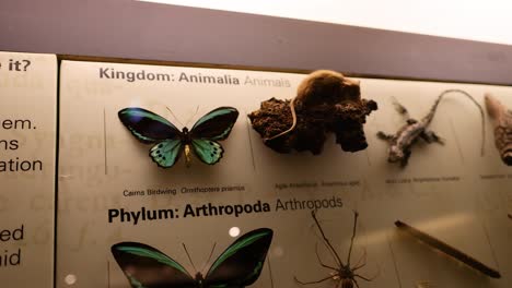 exhibición de varios insectos y mariposas