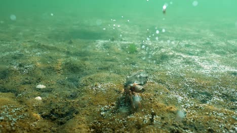 underwater view of crab in defensive position after sideways wander on seabed