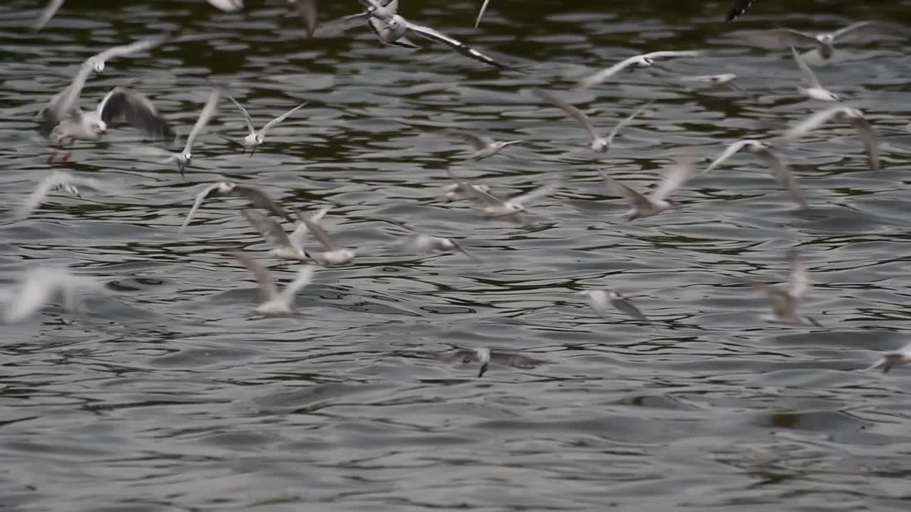 제비 갈매기와 갈매기는 태국으로 이동하는 철새로 원을 그리며 날아 다니며 방푸 레크리에이션 센터 부두에서 바다에 떠있는 음식을 위해 번갈아 가며 훑어 봅니다.