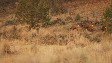 a family of deer approach a small pond, looking for food and water