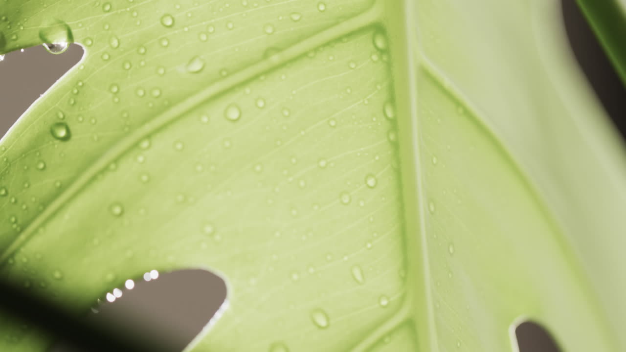 복사 공간과 함께 잎과 물방울의 클로즈업의 마이크로 비디오