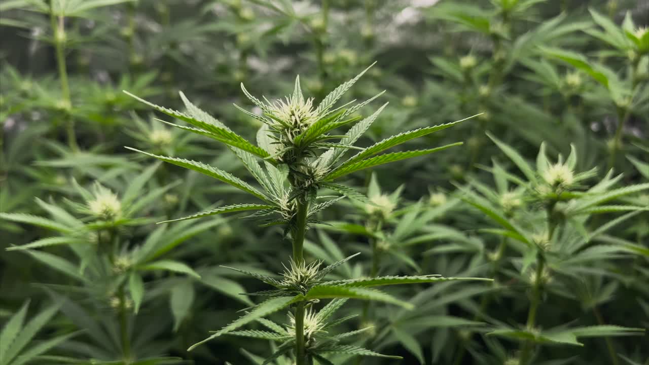 Cannabis plant in tent surrounded from other plants during flowering stage in slightly windy conditions, close up shot