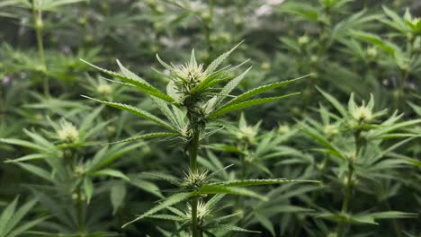 cannabis plant in tent surrounded from other plants during flowering stage in slightly windy conditions, close up shot