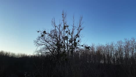 Mistelzweig-Auf-Baumsilhouette,-Mosonmagyarovar,-Ungarn