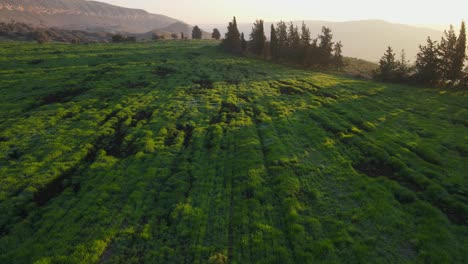 Low-level-flyover-view-of-landscape-at-sunset,-sun-shining-through-trees,-Israel