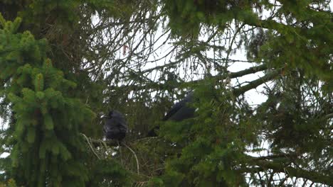 dos cuervos negros en las ramas de los árboles en el día de invierno