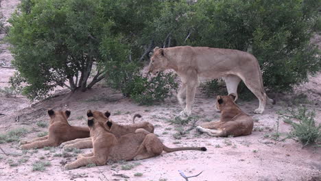 an adult lion stretches while cubs rest together in the dry dirt in africa