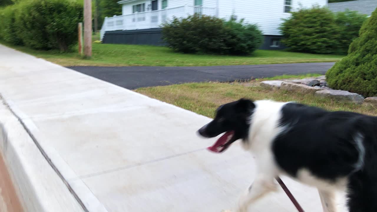 Border Collie dog in lower right of frame walking down a sidewalk in a small town