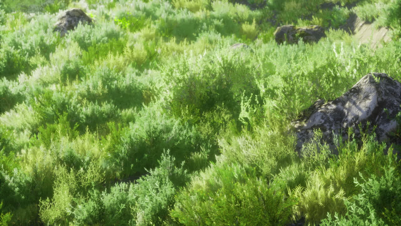 Lush green foliage sprawls over rocky terrain in a serene landscape