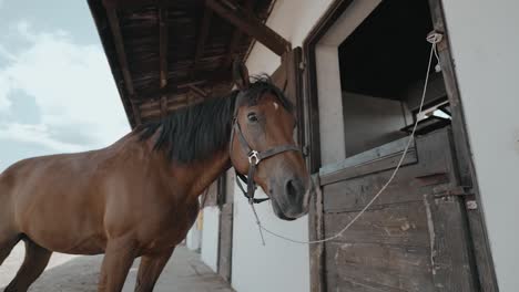 Granja-De-Caballos-En-Cámara-Lenta-3