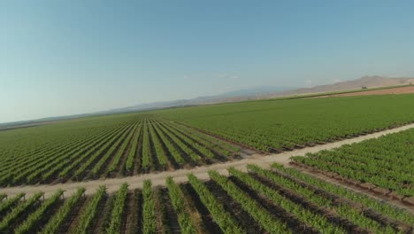 Scheinbar-Endlose-Gerade-Reihen-Grüner-Pflanzen-Auf-Fruchtbarem-Ackerland-In-Südkalifornien-Am-Rande-Der-Mojave-Wüste---Luftüberführung