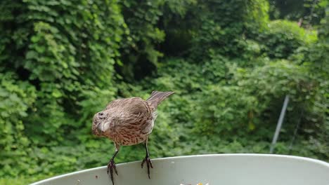 closeup female house finch eating