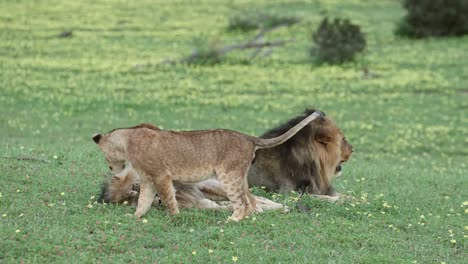 curious lion cub walks up to two aggressive males in botswana