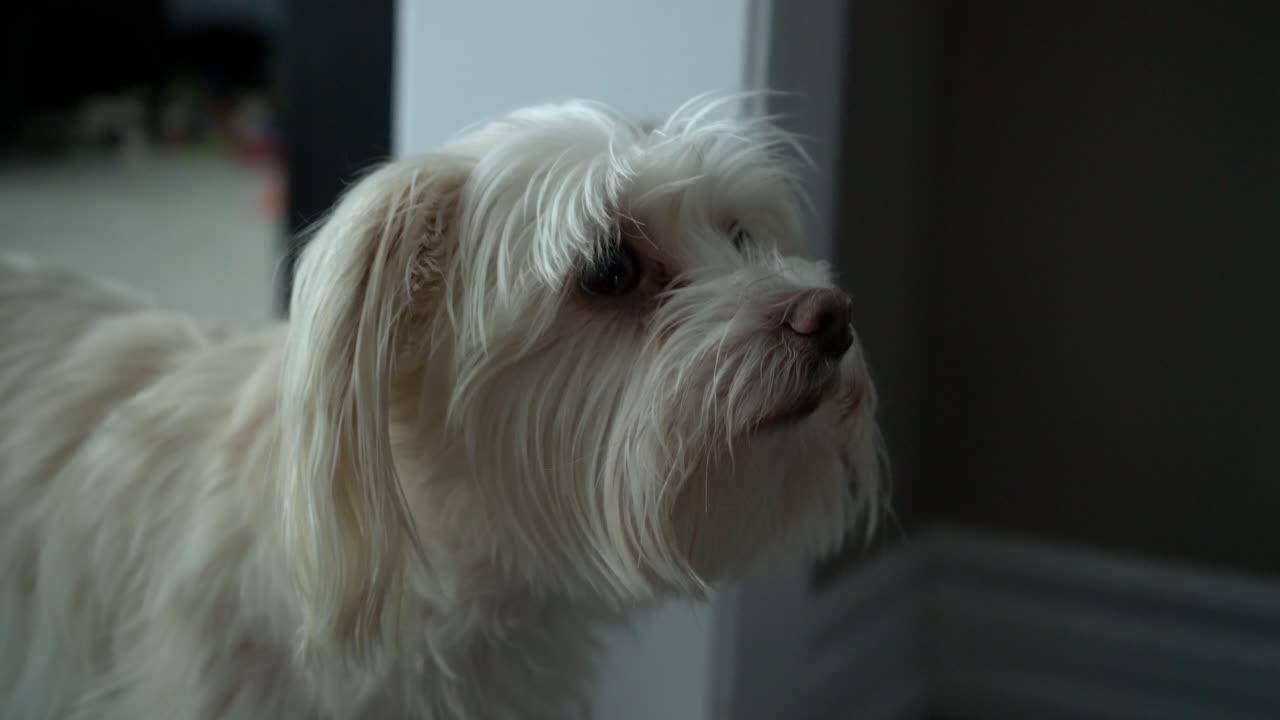 주인이 말하는 것을 보고 듣고 있는 작고 귀여운 흰색 크림 개