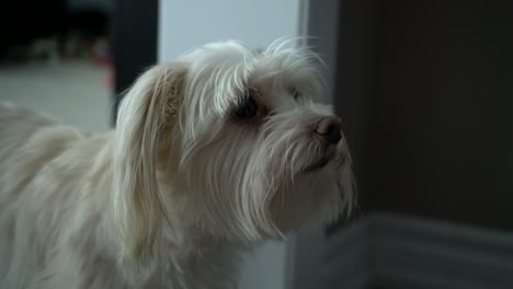 Pequeño-Y-Lindo-Perro-De-Crema-Blanca-Mirando-Y-Escuchando-Al-Dueño-Hablar,-Confundido-Y-Expresión-Emoción-Morkie-Yorkshire-Maltés-Terrier-De-Raza-Mixta