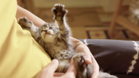 Adorable-kitten-on-back-lying-on-lap-of-caucasian-female-stretches-and-yawns