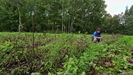 Hombre-Limpiando-La-Granja-Del-Jardín-Con-Las-Manos-Desnudas-Practicando-La-Agricultura-Orgánica