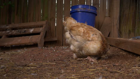 pollo picoteando y comiendo del suelo en un gallinero