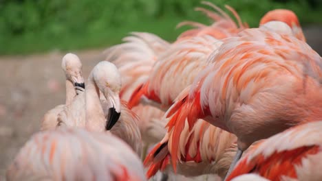 group of galliformes standing peacefully in a sere 4k 2025 08 05 00 10 17 utc.mov | animal, aquatic, aviary, beautiful