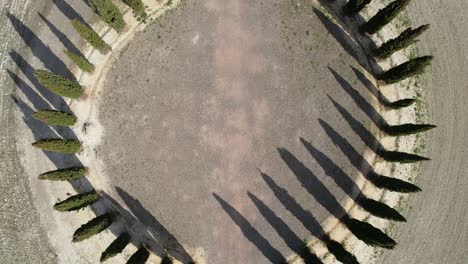 group of cypresses in tuscany near san quirico d'orcia. aerial view of cypress ring in val d'orcia. italy