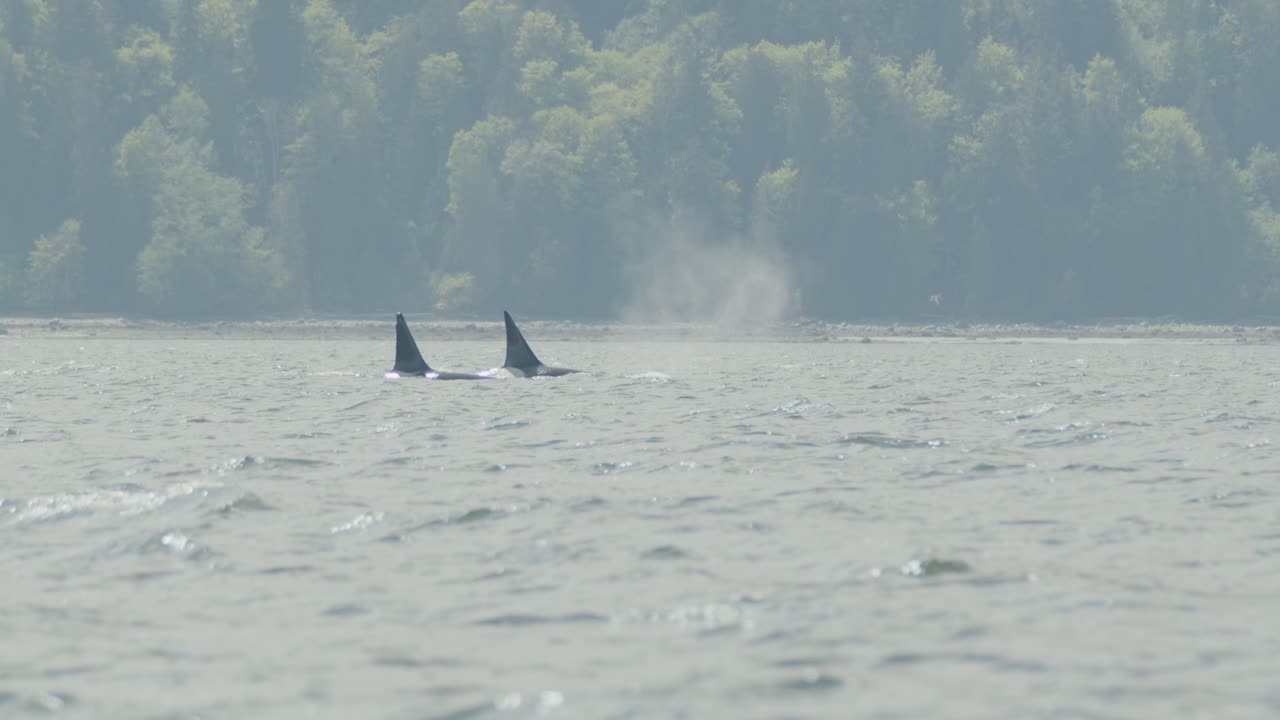 un par de orcas machos con aletas dorsales altas se rompen y golpean juntos