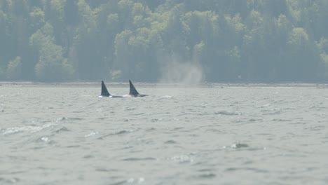 pair of male orcas with high dorsal fins breaches and blows together