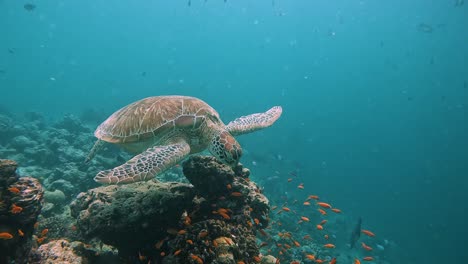 Große-Meeresschildkröte-Schwimmt-Unter-Wasser-Im-Kristallklaren-Blauen-Meerwasser-In-Der-Nähe-Eines-Korallenriffs-Mit-Vielen-Bunten-Fischen-Im-Indischen-Ozean-Der-Malediven