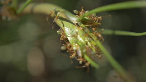 macro de hormigas de fuego reunidas en la punta del tallo durante el verano en el sur de la playa de whitehaven en whitsundays, qld, australia