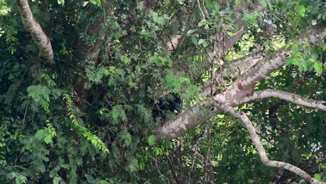 el oso negro asiático bajando de un árbol fructífero, ursus thibetanus, también se llama oso negro asiático