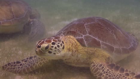 tortuga 12