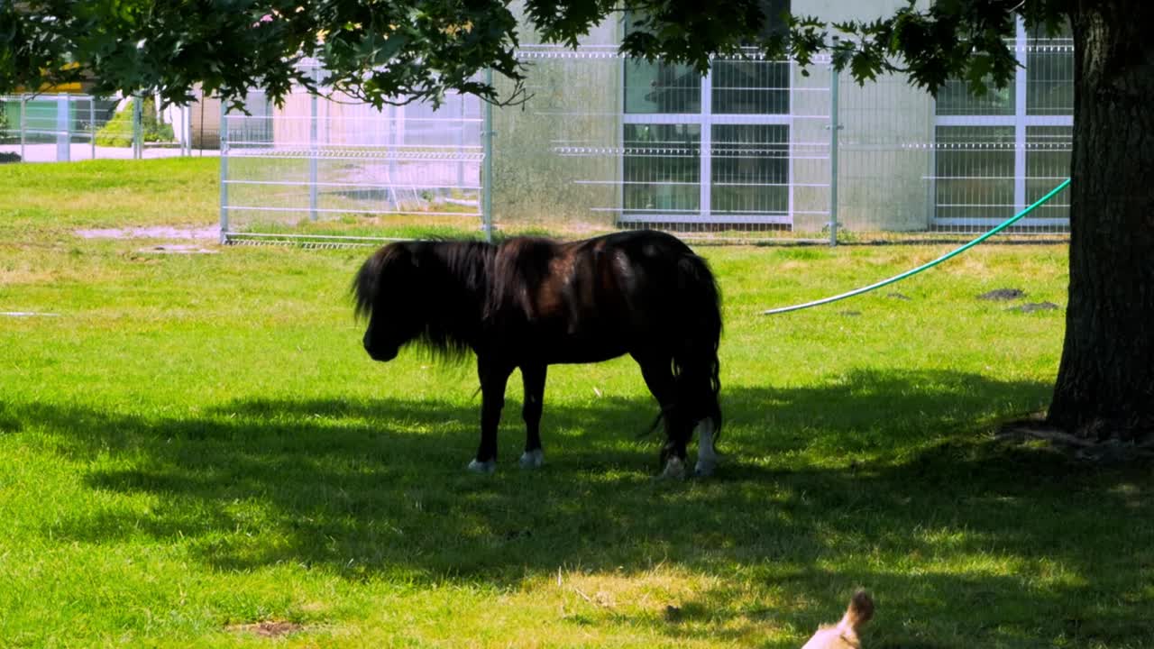caballo pequeño comiendo hierba bajo el árbol a la sombra en el día caluroso